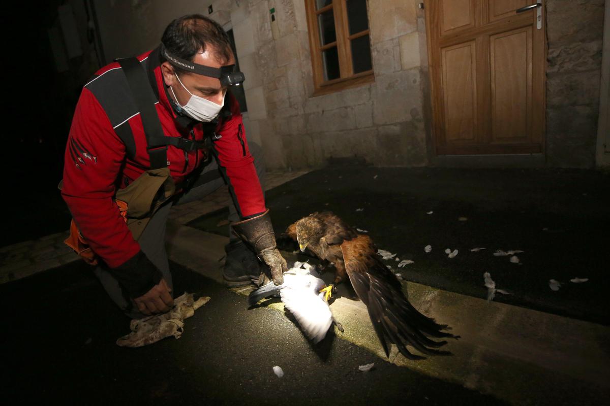 En 2020, une chasse aux pigeons avait été menée avec l’aide de fauconniers professionnel spécialisé dans la lutte contre les espèces nuisibles. Une méthode jugée coûteuse et pas assez efficace par le Ville.